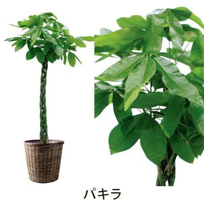 グリーン ギフト フラアート花門 観葉植物 大鉢A プランツ送料無料 開店祝い 就任祝い 移転祝い 引っ越し祝い 新築祝い お祝い 記念日 プレゼント