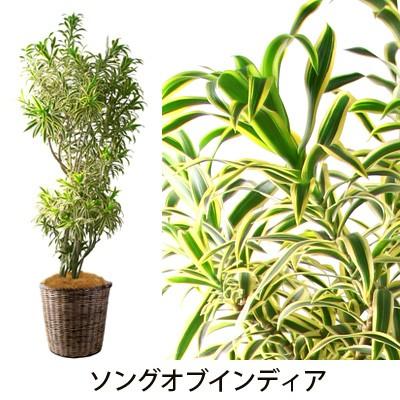 グリーン ギフト フラアート花門 観葉植物 大鉢b プランツ 送料無料 開店祝い 就任祝い 移転祝い 引っ越し祝い 新築祝い お祝い 記念日 プレゼント Kanyo000 フロレアルonlineshop東京 通販 Yahoo ショッピング