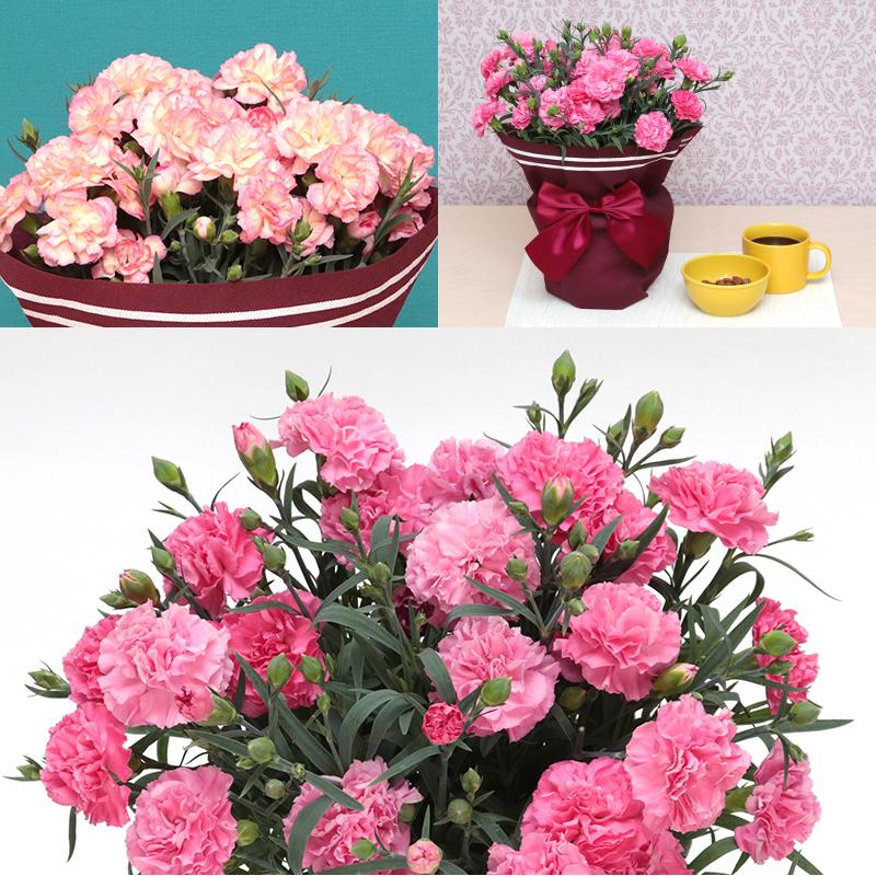 ハラ　16個セット 期間限定価格☆4/1まで／ 早割 母の日 プレゼント バラ 舞姫 リング 5