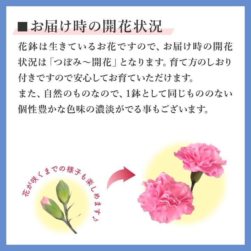 【遅れてごめんね】 母の日 ギフト 2024 プレゼント 花 送料無料カーネーション 鉢植え 8色選択 カステラ 他 スイーツ セット ボーナス等5％｜kamon-hanay｜23