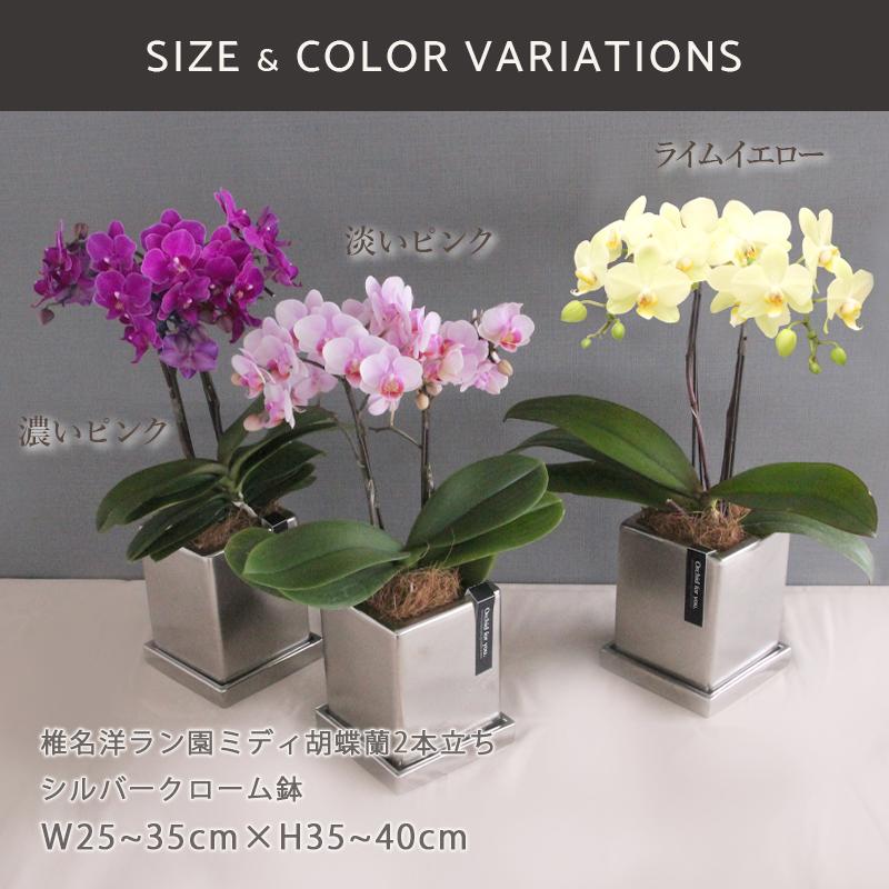 母の日ギフト 21 椎名洋ラン園 ミディ胡蝶蘭 クローム鉢 2本立ち 濃いピンク 淡いピンク ライムイエロー 3種選択 送料無料 母の日 ギフト 胡蝶蘭 蘭 鉢植え Mo13 5 フロレアルonlineshop東京 通販 Yahoo ショッピング
