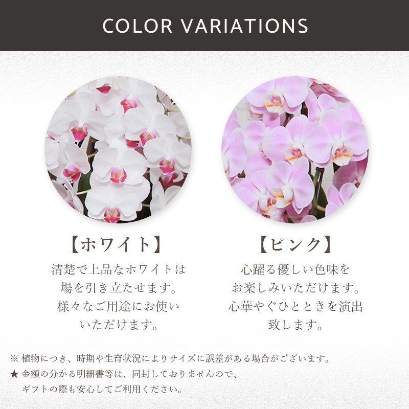 洋ラン1990 awards annual A.O.S. 洋蘭入賞花 写真集 洋ラン1990 awards annual A.O.S. 洋蘭入賞花 写真集