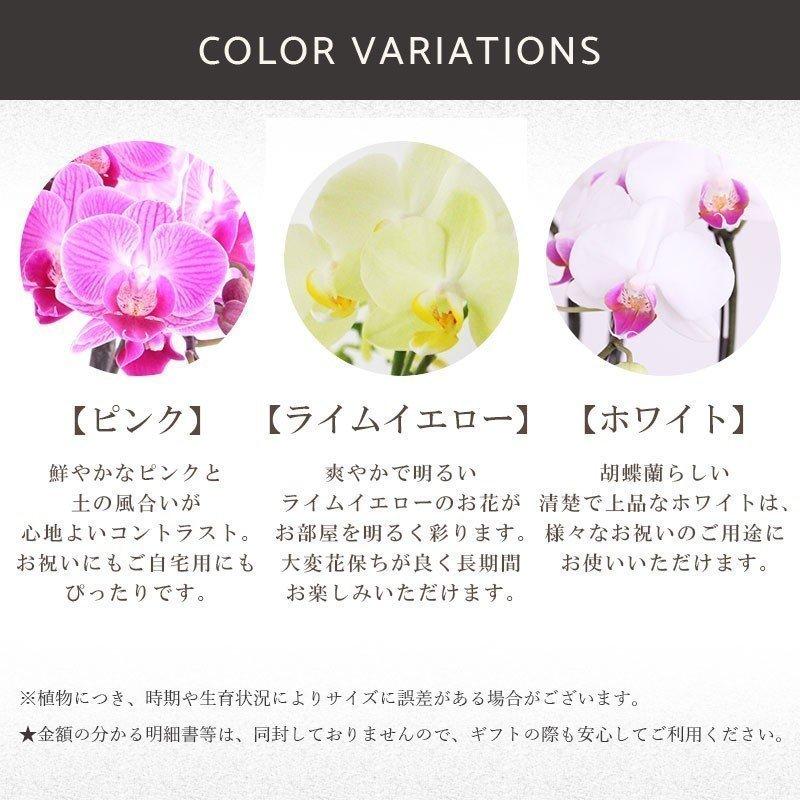 花 ギフト 誕生日 フロレアル ミディ 胡蝶蘭 信楽焼 1本立 3色から ピンク ライムイエロー ホワイト 送料無料 産地直送 お花 ミニ胡蝶蘭 蘭 Shigaraki フロレアルonlineshop東京 通販 Yahoo ショッピング