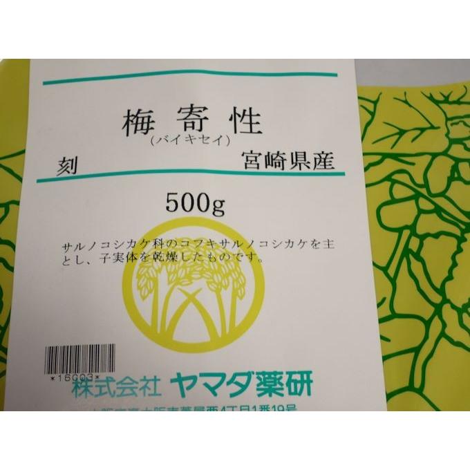 さるのこしかけ 松寄生 梅寄性 (バイキセイ) 梅寄生 さるのこしかけ 500g 日本産 漢方薬