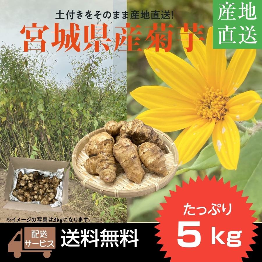 菊芋 白キクイモ きくいも 5kg 土付き 野菜 スーパーフード 宮城県産 季節の野菜 根菜 常温便 Mm Kikuimotsuchi 5 カナエミナ 通販 Yahoo ショッピング