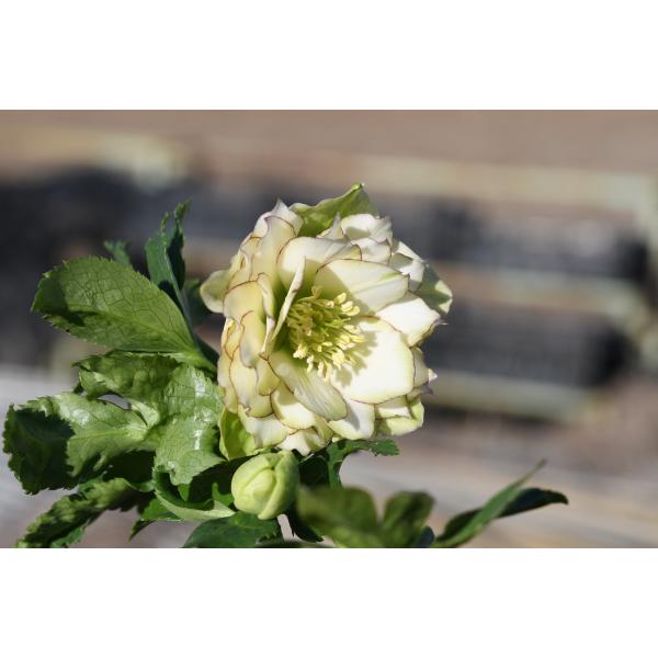 145】 多弁 ホワイトピコティ dd 開花 クリスマスローズ