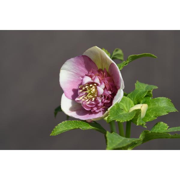 さんた クリスマスローズ 小苗 SDポーセリン セルフ 歳末セール」クリスマスローズ 小苗 SD蜃気楼 セルフ - メルカリ