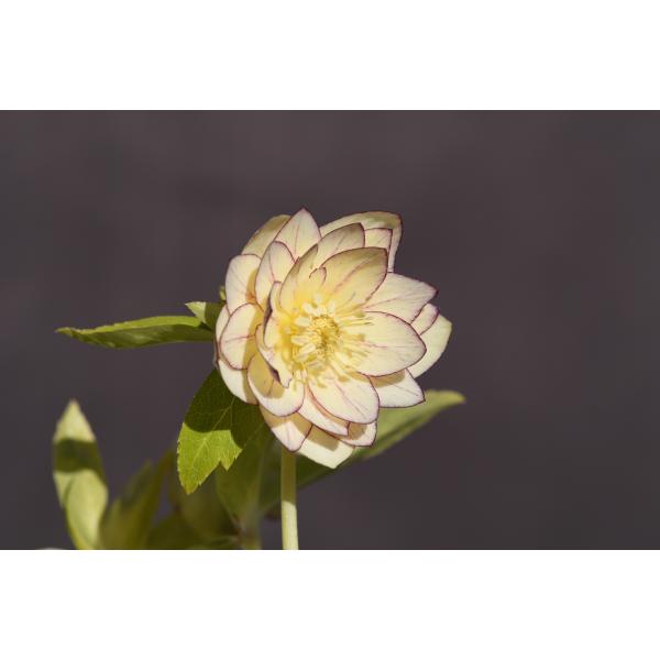 クリスマスローズ開花株 DDゴールドベインピコティ 301 現品限り 金井