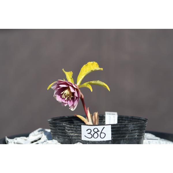 クリスマスローズ開花株 訳ありDDレッドグラデーションゴールド 386 現品限り