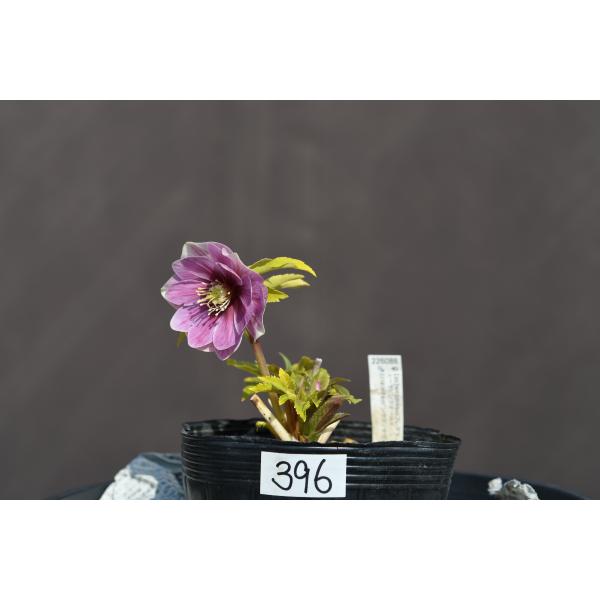 クリスマスローズ開花株 SDプリマヴェーラ 373 現品限り クリスマス