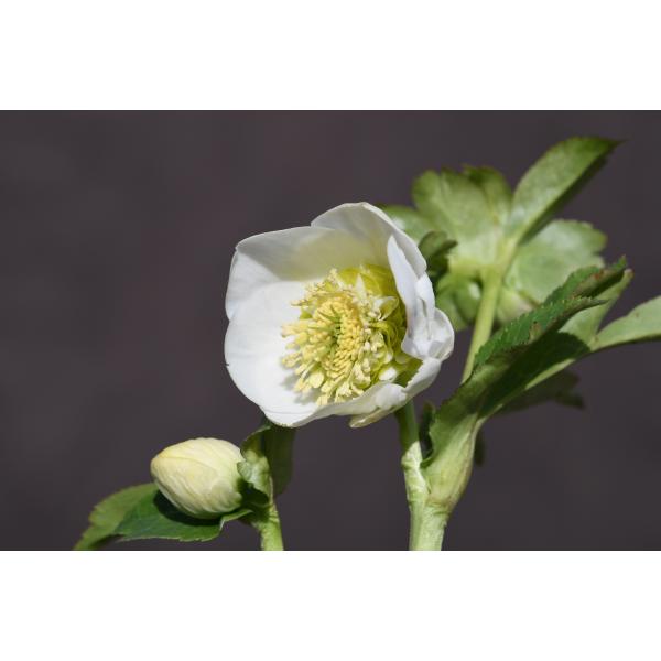 公認タグ付き 開花株モーリーSD クリスマスローズモーリー クリスマス