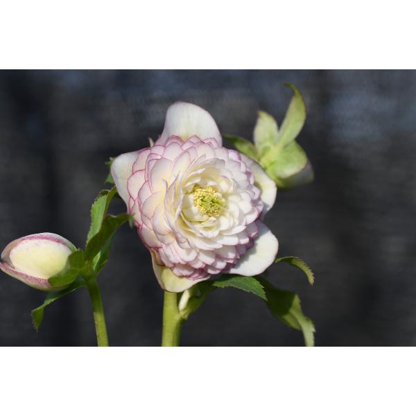 クリスマスローズ開花株 DDホワイトアフロディーテ段咲き多弁ホワイト