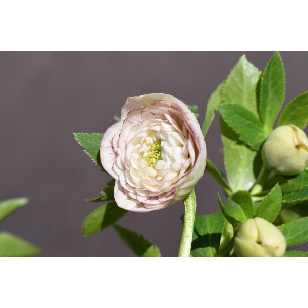 クリスマスローズ開花株 DDアフロディーテプリマヴェーラ 571 現品限り