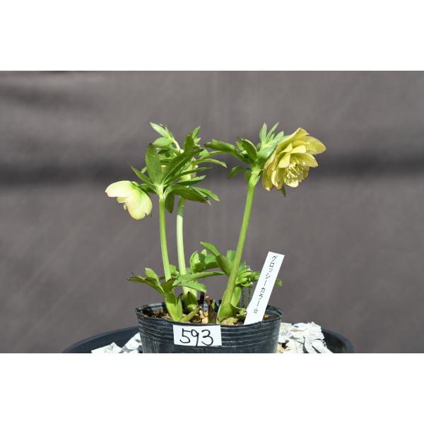 クリスマスローズ開花株 DDグロスライムイエローピコティ