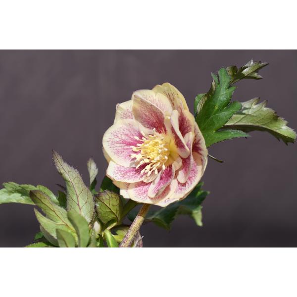 7341 認定！アンティークモーリー クリスマスローズ開花 加藤農園