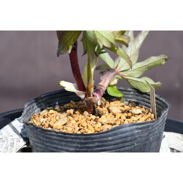 クリスマスローズ開花株 DDアフロディーテ多弁咲きイエローピコティ