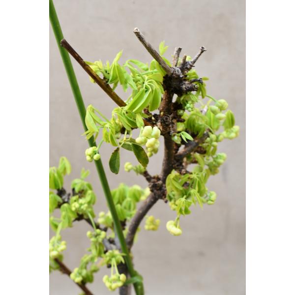 白花アケビ 苗木 5号鉢 : 金井園芸 - 通販 - Yahoo!ショッピング