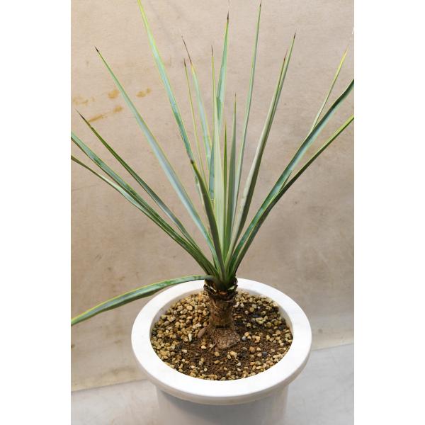 観葉植物 ユッカ 幹太 大型 鉢植え 観葉植物 観葉植物 ユッカ 幹太 大型 鉢植え