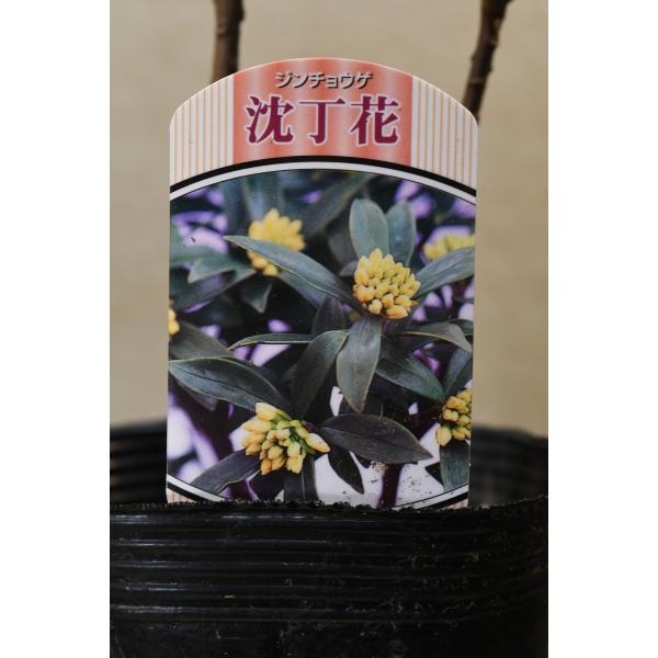 白花沈丁花 苗木 4号ポット 花木 : 金井園芸 - 通販 - Yahoo!ショッピング