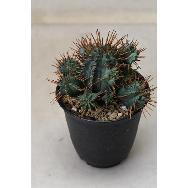 ユーフォルビア 紅ホリダ 3号鉢 多肉植物 : 金井園芸 - 通販 - Yahoo