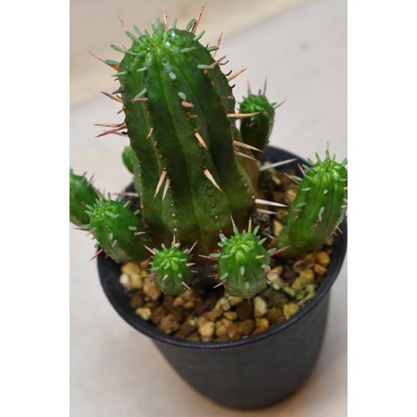 ユーフォルビア 紅キリン 3号鉢 多肉植物 観葉植物 : 金井園芸 - 通販