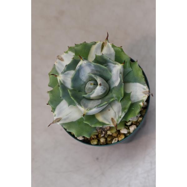 アガベ ポタトラム 王妃雷神錦白中斑 2.5号ポット : 金井園芸 - 通販