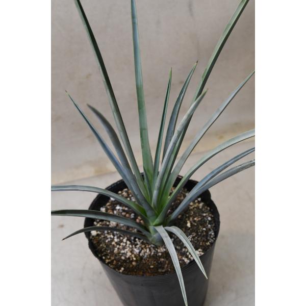 ユッカ ブレビフォリア（ジョシュアツリー）5号ポット : 金井園芸