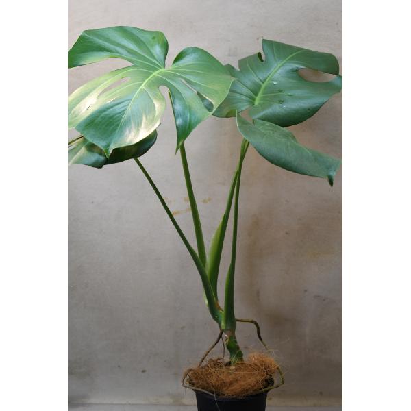 モンステラ デリシオサ タウエリ 5号鉢 観葉植物 : 金井園芸 - 通販