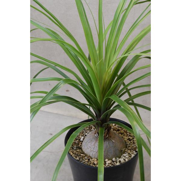 ノリナ トックリラン 5号鉢 観葉植物 : 金井園芸 - 通販 - Yahoo