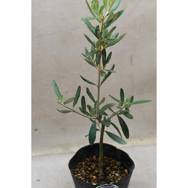 オリーブの木 チプレッシーノ オリーブの木 チプレッシーノ | 観葉植物 | 送料無料でお届け