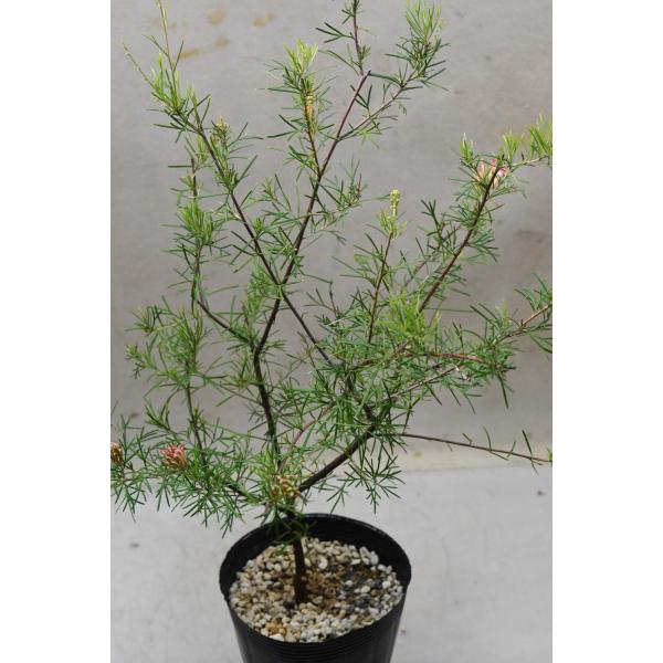 グレビレア センパフローレンス 4.5号ロングポット 花木 庭木 オージー