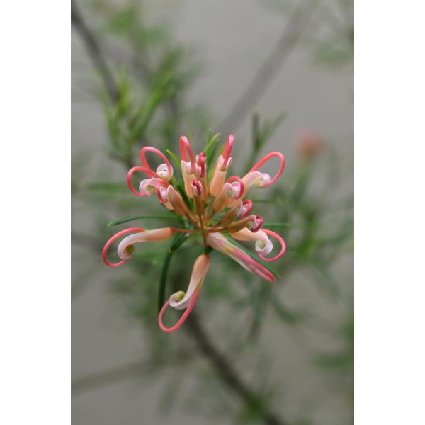 グレビレア センパフローレンス 4.5号ロングポット 花木 庭木 オージー