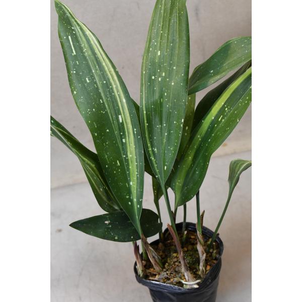 ハラン 天の川 7個セット 天の川♡葉蘭♡斑入り♡ガーデニング♡山野草