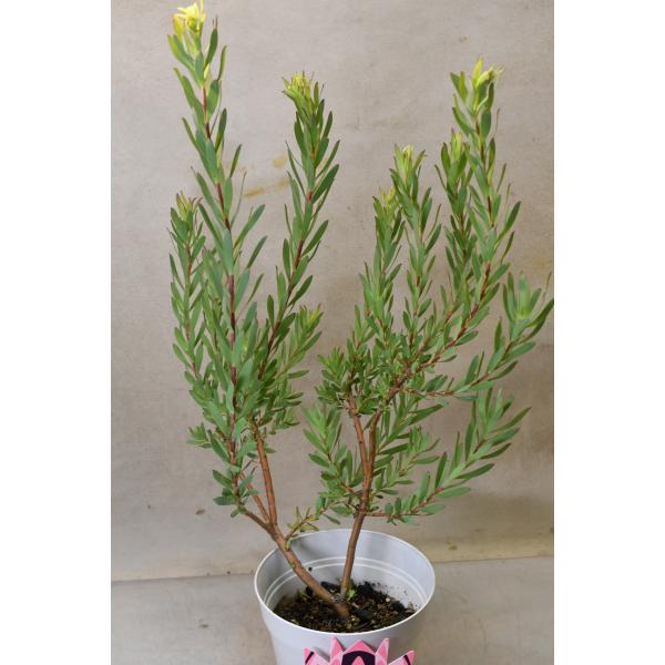 リューカデンドロン Amy（エイミー）5号鉢 : 金井園芸 - 通販 - Yahoo