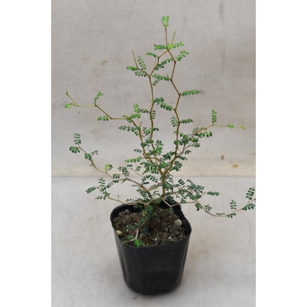 ソフォラ リトルベイビー 3号ポット 観葉植物（Yahoo!・金井園芸）