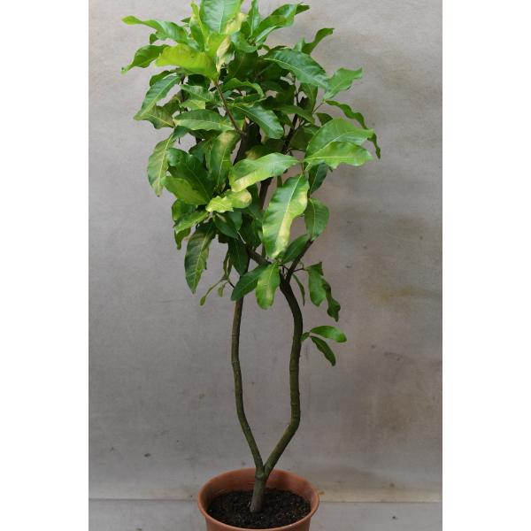 ペトレア ヴォルビリス 熱帯花木　鉢ごと発送 楽天市場】苗 花苗 秋 ペトレア ウォルビリス 2種から選べる 3