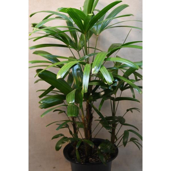 【直接取引限定】希少✨️特大!!観音竹 約2m60cm 15号サイズ 懸崖鉢 直接取引限定】希少✨️特大!!観音竹 約2m60cm 15号サイズ 懸崖鉢 直接