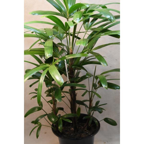 観音竹 達磨 6号鉢 観葉植物 : 金井園芸 - 通販 - Yahoo!ショッピング