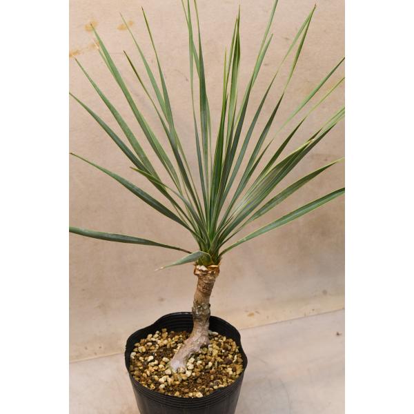 ユッカ ロストラータ 4.5号ロングポット 観葉植物 : 金井園芸 - 通販