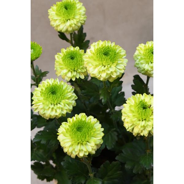 ポンポン菊 ライムグリーン系 5号鉢 キク マム : 金井園芸 - 通販