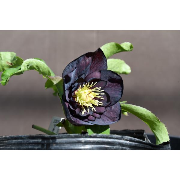 クリスマスローズ開花株 DDダークレッド 007 現品限り : 金井園芸