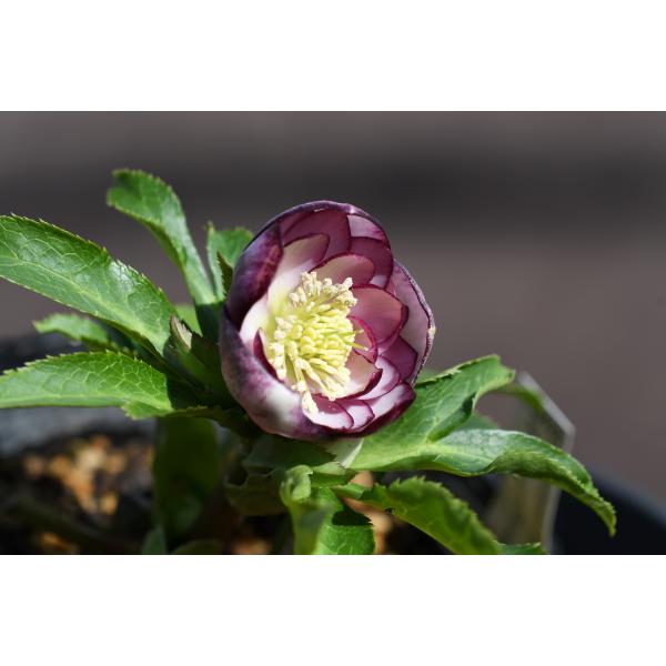 クリスマスローズ開花株 DDカップ咲きバイカラーピコティ 008 現品限り