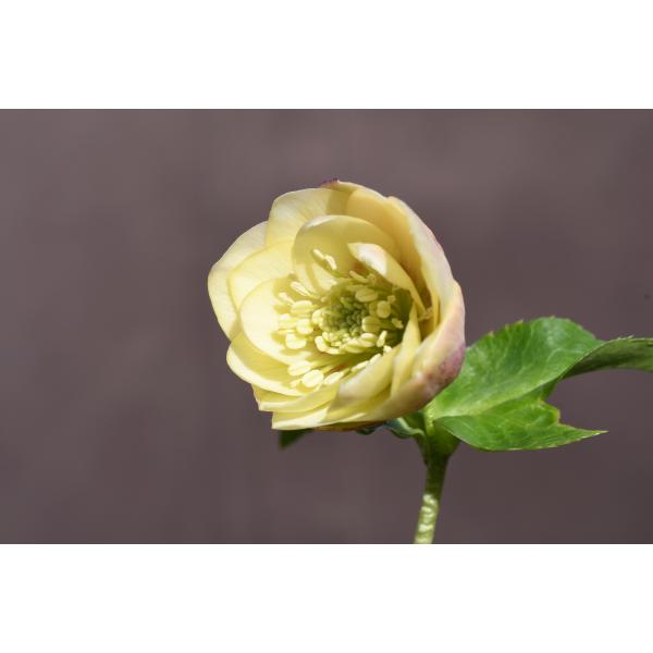 クリスマスローズ開花株 DD手毬系カップ咲きイエローアプリコット