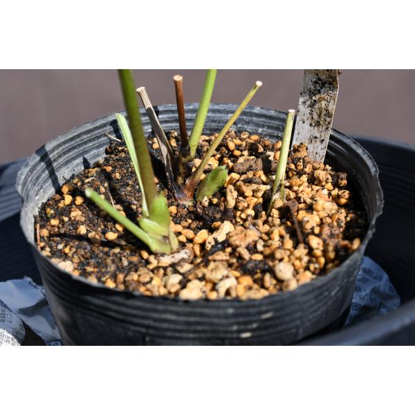 クリスマスローズ開花株 DD手毬系カップ咲きイエローアプリコット