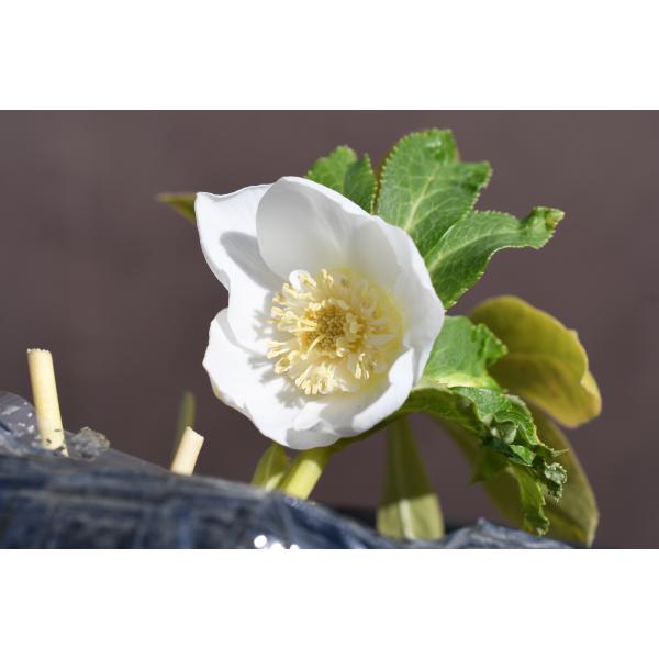 クリスマスローズ開花株 SDホワイトゴールド 018 現品限り : 金井園芸