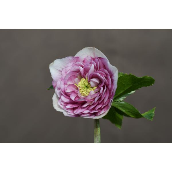 クリスマスローズ開花株 DD多弁咲きピンクグラデーション 021 現品限り