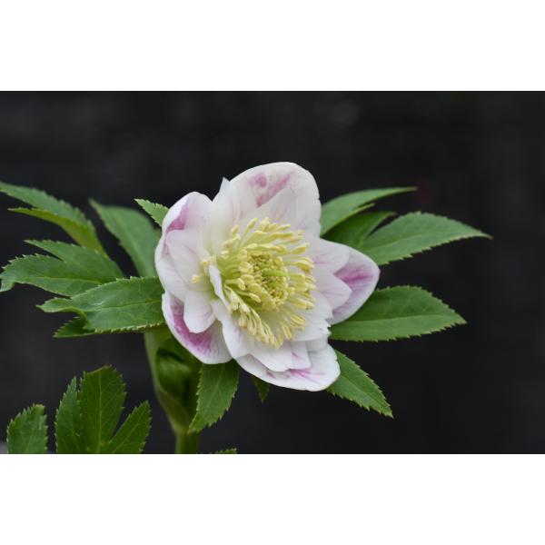 クリスマスローズ開花株 DDプリマヴェーラ 025 認定ラベル有り 現品