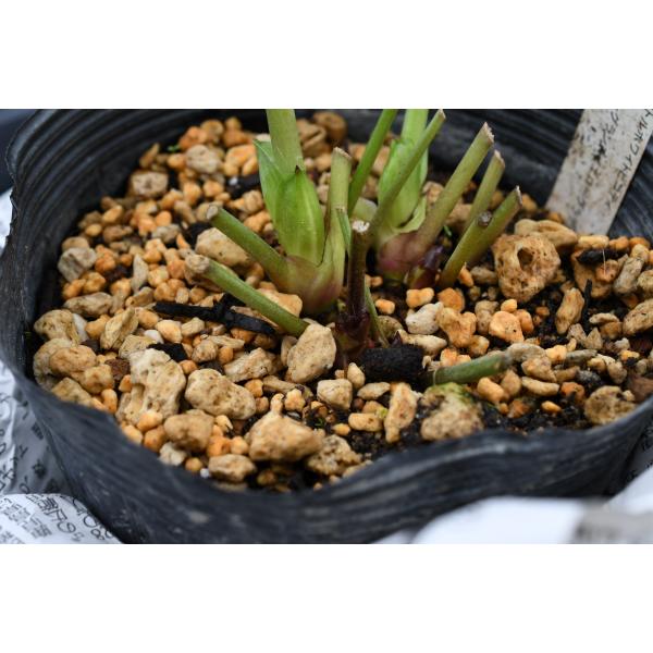 クリスマスローズ開花株 DDプリマヴェーラ 025 認定ラベル有り 現品