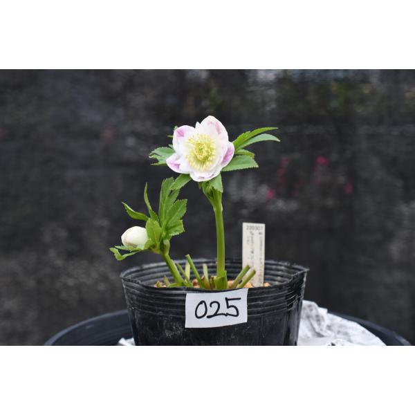 クリスマスローズ開花株 DDプリマヴェーラ 025 認定ラベル有り 現品