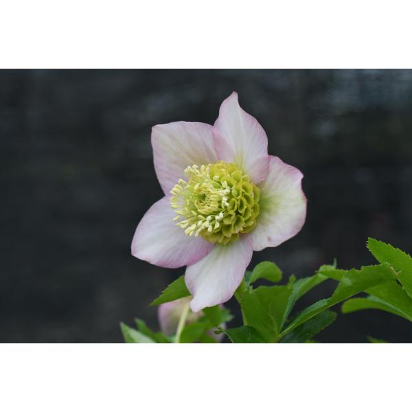 クリスマスローズ開花株 SDソフトピンクモーリー 026 現品限り : 金井